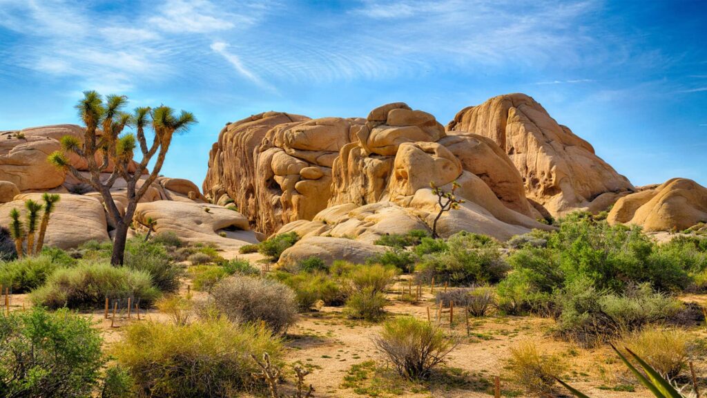 Joshua Tree National Park Day Trip from Los Angeles